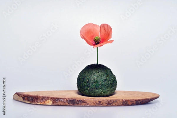 Obraz ポピーの花と苔玉