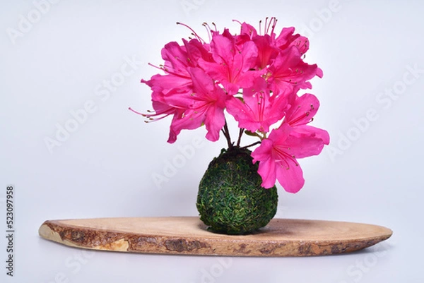 Obraz つつじの花と苔玉