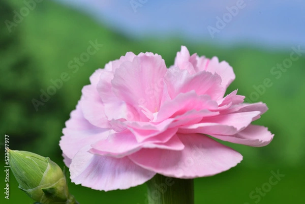 Obraz 森のカーネーション