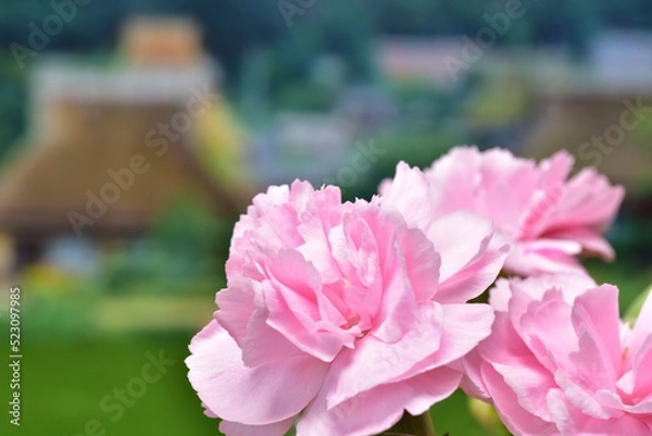 Obraz 里山のカーネーション