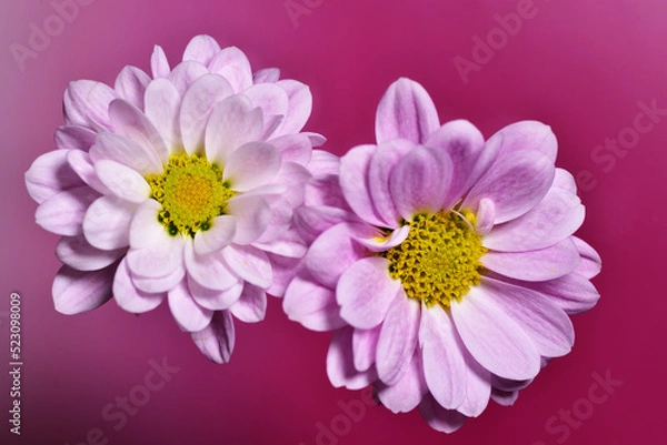 Obraz ピンクの菊