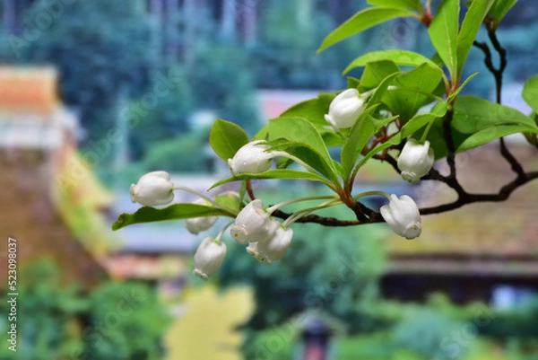 Obraz 里山のドウダンツツジ