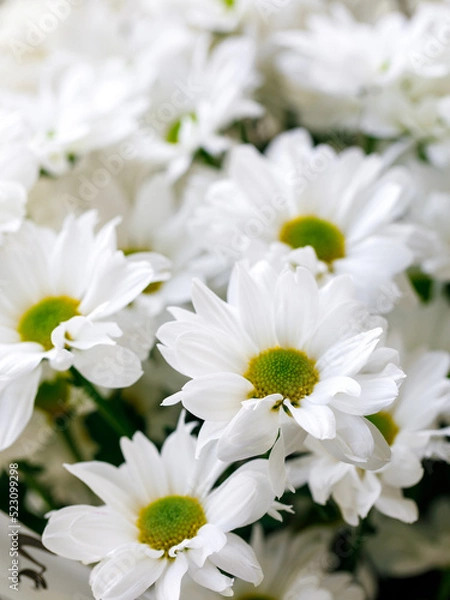 Fototapeta Spring come. A bunch of white Chrysanthemums flowers with green center background, full frame. Vertical, selective focus