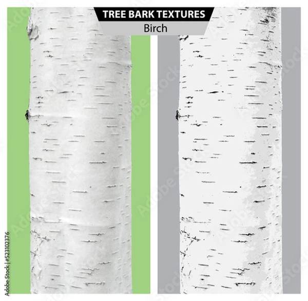 Fototapeta The texture of birch bark. Vector isolated realistic black and white and multicolor illustration of birch trunks.