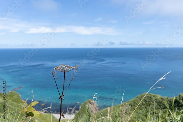 Obraz 海と空を背景にした枯れた植物