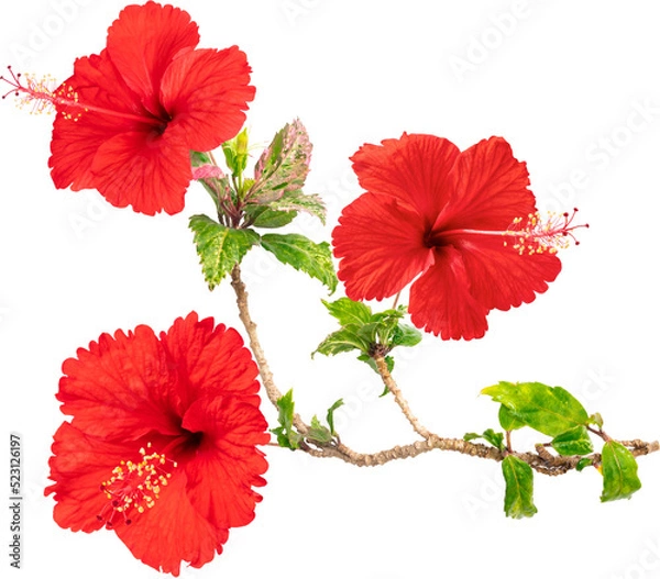 Obraz Red hibiscus flower blooming branches on isolated transparency background.Floral object PSD