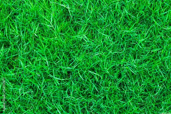 Obraz Green grass background texture.