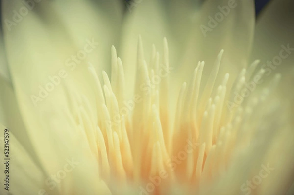 Fototapeta close up of a yellow lotus flower