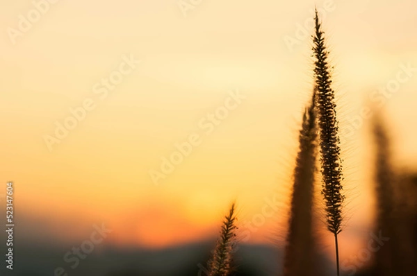Obraz wheat field at sunset