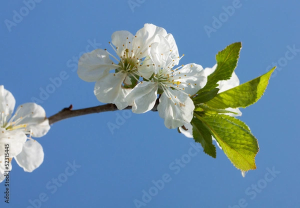 Fototapeta Cherry blossom