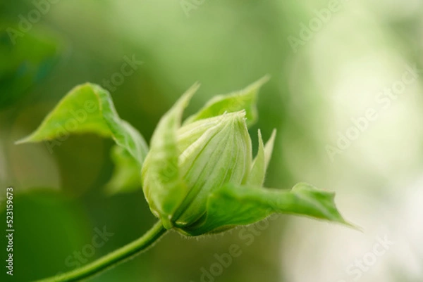 Obraz クレマチス　ダッチェス・オブ・エジンバラ