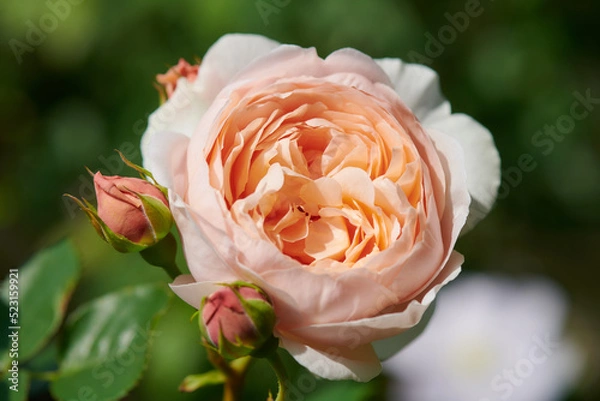 Obraz 薔薇　アンブリッジローズ