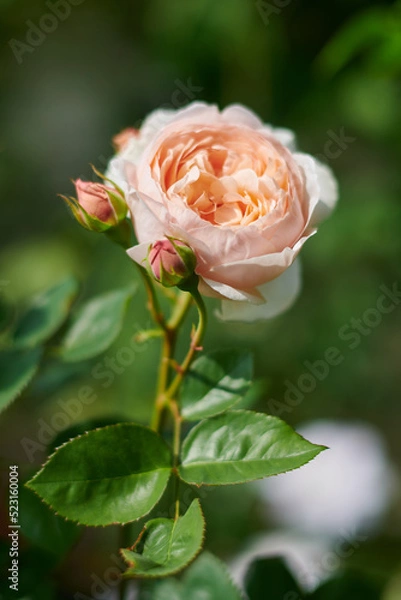 Obraz 薔薇　アンブリッジローズ