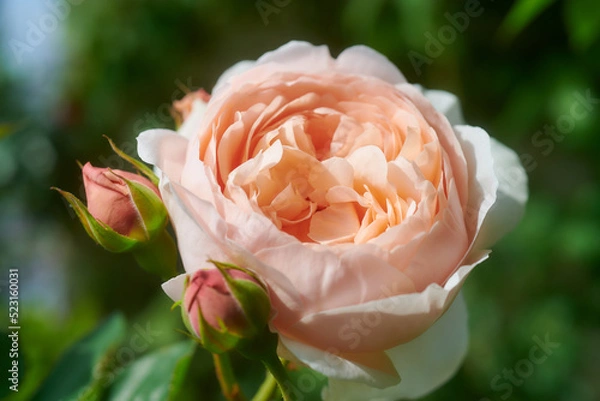 Obraz 薔薇　アンブリッジローズ