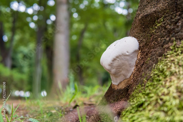 Obraz コフキサルノコシカケ（ Ganoderma applanatum）の管孔が見える幼菌／マンネンタケ科2022.09.01