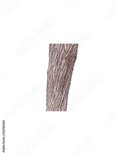 Fototapeta isolated laurel tree trunk . isolated trunk of a tree in the park .isolated, wood, white, wooden, texture, paper, book, object, old, brown, empty, cloth, fabric, pattern, board, material, textured