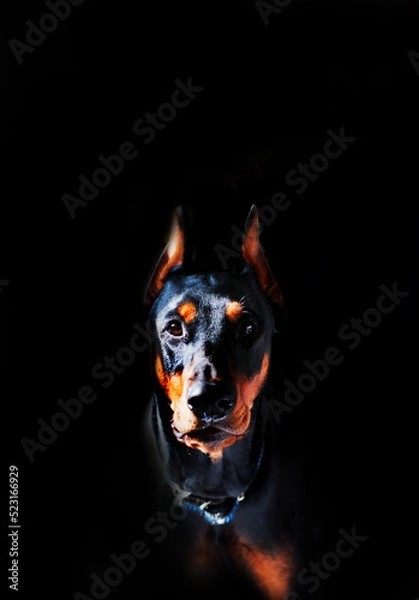 Obraz Doberman breed dog on a black background
