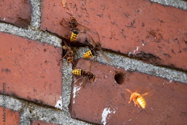 Fototapeta Busy activity at the entrance of a hornet nest in a masonry with guard hornet and ventilation (Vespa crabro)