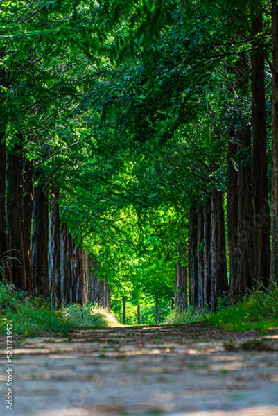 Obraz 나무가 많은 숲