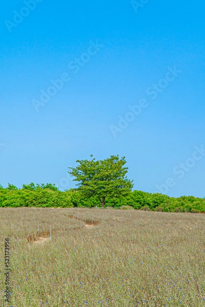 Obraz 나무와 하늘 자연 경관