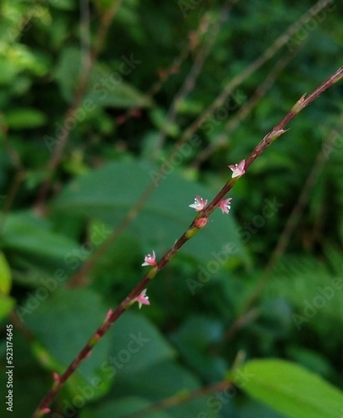 Fototapeta ミズヒキ