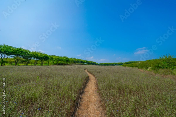 Obraz 한국 숲 경관 자연