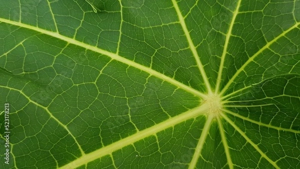 Fototapeta Pattern on papaya leave for background.