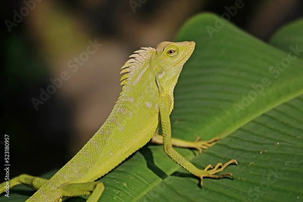 Obraz a chameleon is perched on a banana leaf photographed in the morning