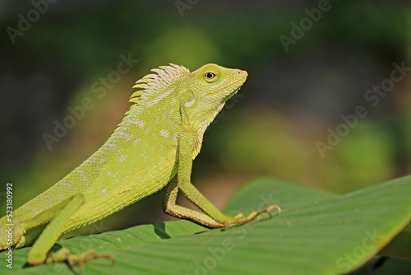 Obraz a chameleon is perched on a banana leaf photographed in the morning