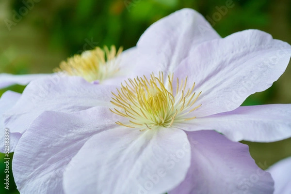 Obraz クレマチス　ルイーズ・ロウ