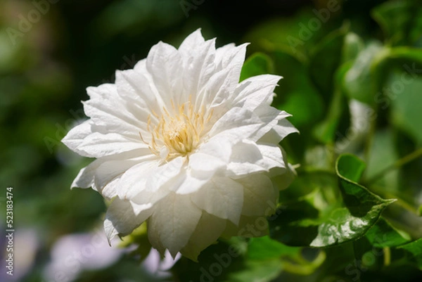 Obraz クレマチス　ダッチェス・オブ・エジンバラ