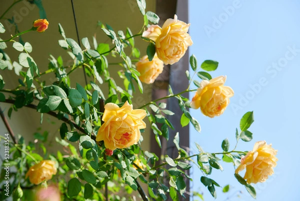 Obraz 薔薇　ゴールデン・セレブレーション