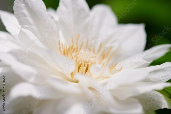 Obraz クレマチス　ダッチェス・オブ・エジンバラ