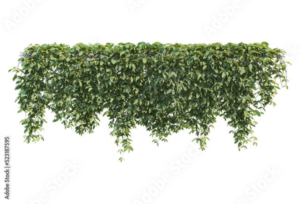 Fototapeta Ivy on a transparent background
