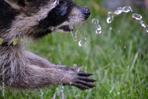 Obraz Junger Waschbär spielt mit Wasser