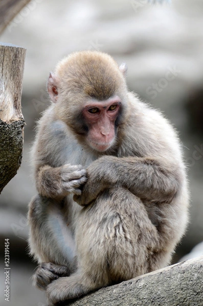 Fototapeta ニホンザル