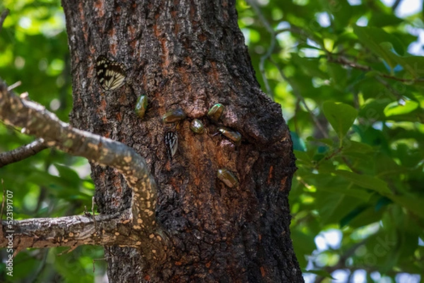 Fototapeta カナブンと蝶とクヌギの幹
