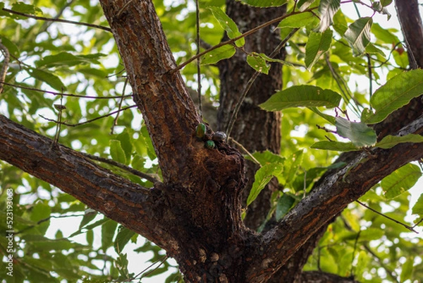 Fototapeta 食事中のカナブン達