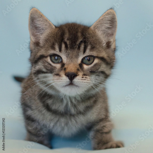 Fototapeta Süße Baby Katze