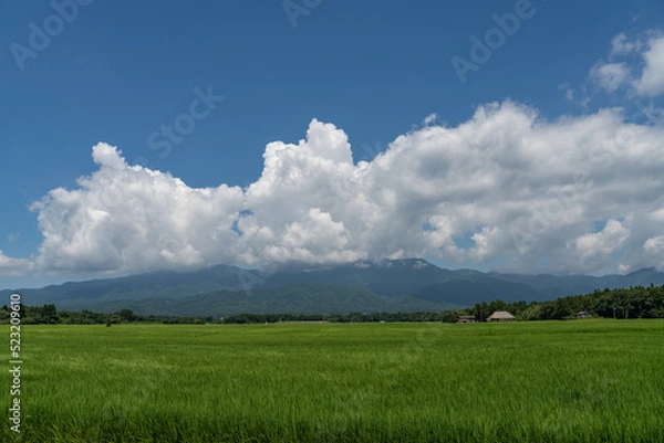 Fototapeta 佐渡島の水田