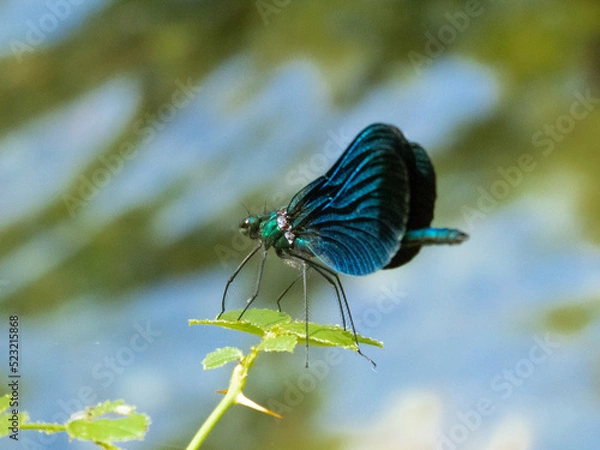 Fototapeta Dragonfly