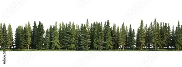 Obraz Coniferous forest on a transparent background
