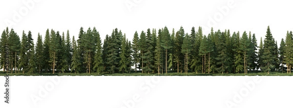 Obraz Coniferous forest on a transparent background