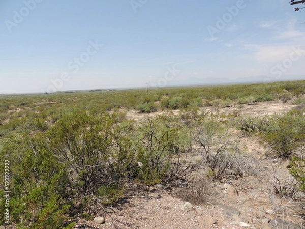 Obraz field in the morning