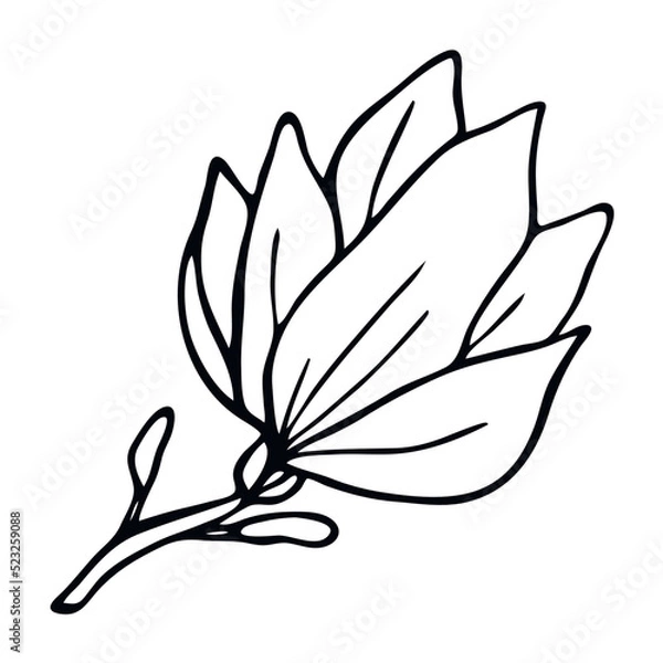 Obraz Magnolia flower iisolated on white background. Hand drawn vector illustration for wedding invitations, greeting cards and witchcraft.
