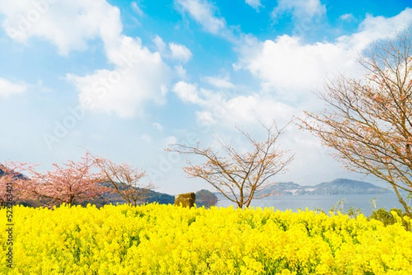 Obraz 下松市笠戸島の河津桜と鮮やかな菜の花