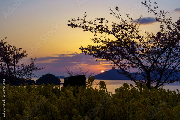 Obraz 夕日に映える河津桜