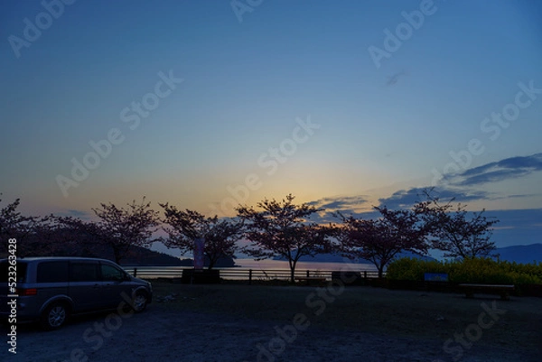 Obraz 夕日に映える河津桜