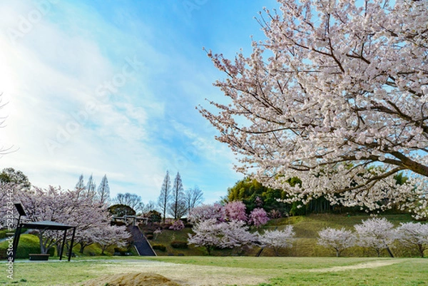 Obraz 満開のソメイヨシノの咲く公園