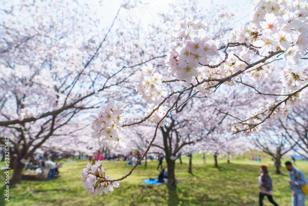 Obraz 満開のソメイヨシノの咲く公園